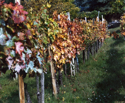 Viti in autunno 2005, localit Stia(AR), Casentino. Foto un po' sfuocata, in effetti non volevo neanche metterla online.